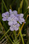 Prairie phacelia